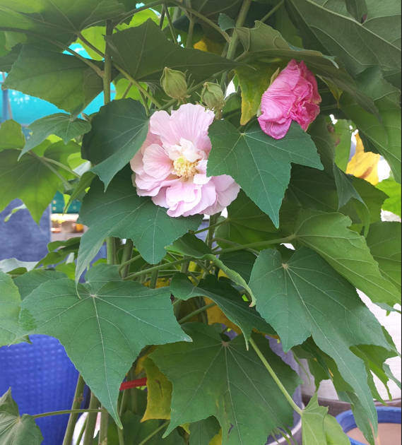 Hibiscus rosa-sinensis – Tropical Hibiscus Flowering Plant for Gardens & Landscapes
