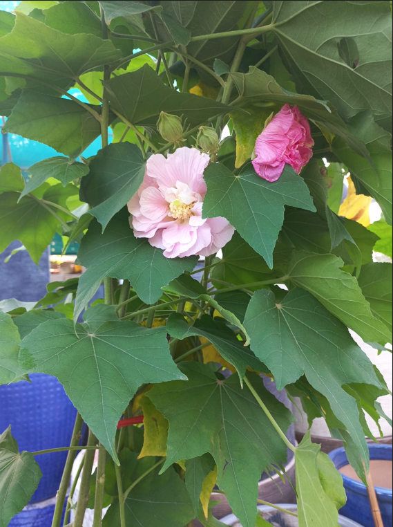 Hibiscus rosa-sinensis – Tropical Hibiscus Flowering Plant for Gardens & Landscapes