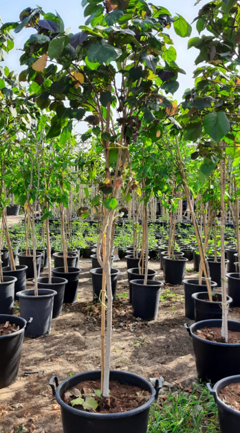 Hibiscus tiliaceus (Sea Hibiscus) – Tropical Coastal Evergreen Landscape Tree
