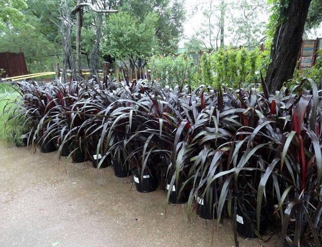 Phormium Black Adder (New Zealand Flax) – Premium Dark Foliage Ornamental Plant