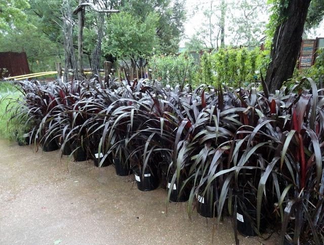 Phormium Black Adder (New Zealand Flax) – Premium Dark Foliage Ornamental Plant