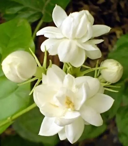 Pinwheel Flower (Tabernaemontana divaricata) | Fragrant White Flower Plant for UAE Gardens