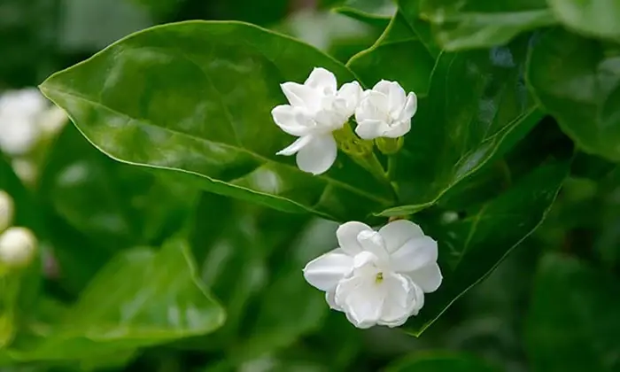 Pinwheel Flower (Tabernaemontana divaricata) | Fragrant White Flower Plant for UAE Gardens - Image 2