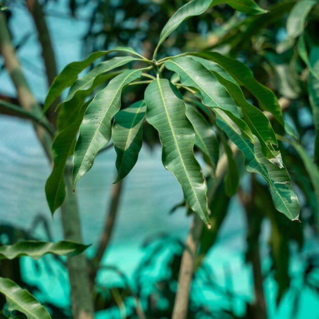 Mango Tree (Mangifera indica) | Tropical Fruit Tree for UAE Gardens