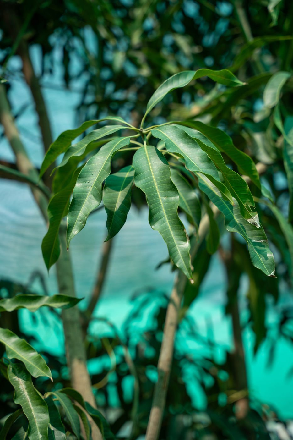 Mango Tree (Mangifera indica) | Tropical Fruit Tree for UAE Gardens