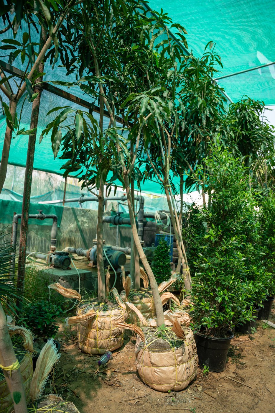Mango Tree (Mangifera indica) | Tropical Fruit Tree for UAE Gardens - Image 2
