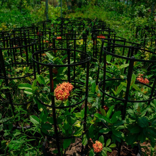 Ixora Plant (Ixora coccinea) | Colorful Flowering Shrub for UAE Landscaping