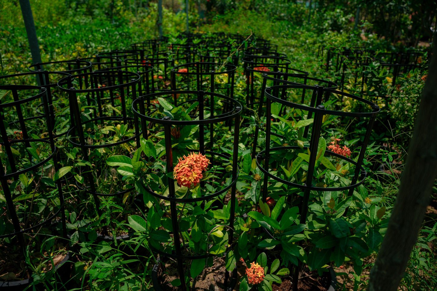 Ixora Plant (Ixora coccinea) | Colorful Flowering Shrub for UAE Landscaping