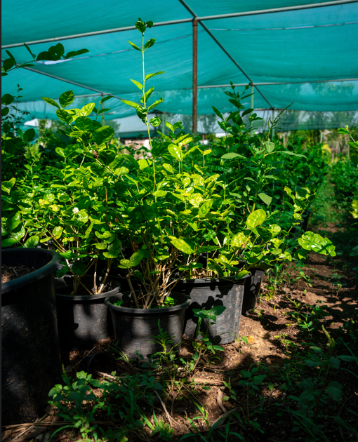 Arabian Jasmine (Jasminum motia) | Fragrant Flowering Plant for UAE Gardens