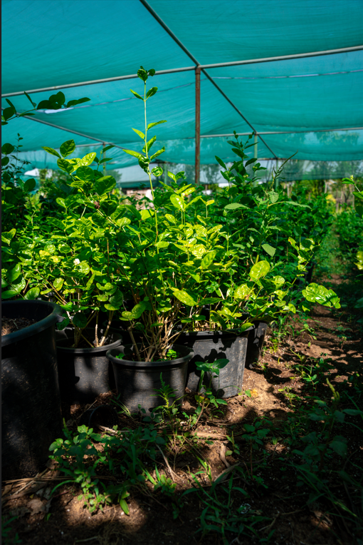 Arabian Jasmine (Jasminum motia) | Fragrant Flowering Plant for UAE Gardens