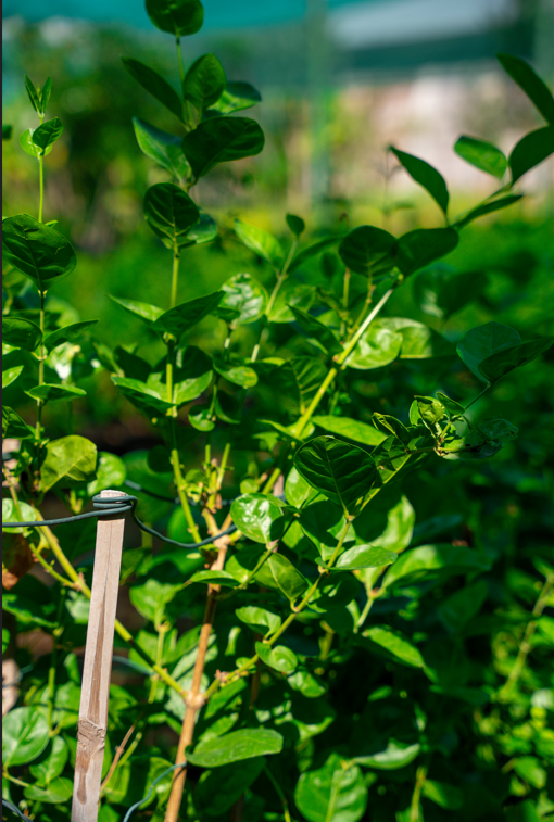 Arabian Jasmine (Jasminum motia) | Fragrant Flowering Plant for UAE Gardens - Image 2