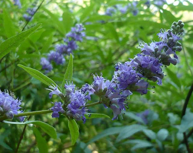 Vitex Agnus-Castus (Chaste Tree) – Aromatic Flowering Shrub with Purple Blooms