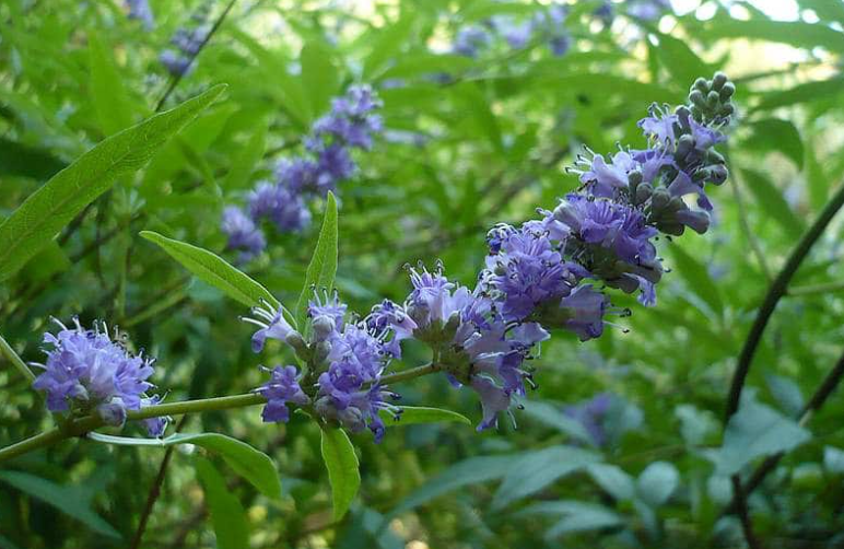 Vitex Agnus-Castus (Chaste Tree) – Aromatic Flowering Shrub with Purple Blooms