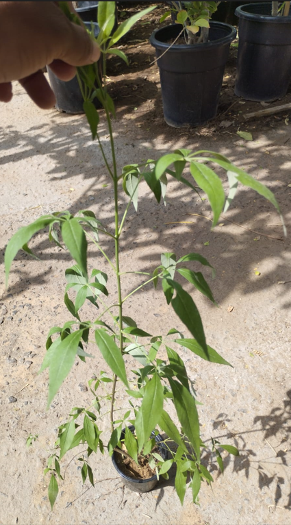 Vitex Agnus-Castus (Chaste Tree) – Aromatic Flowering Shrub with Purple Blooms - Image 2