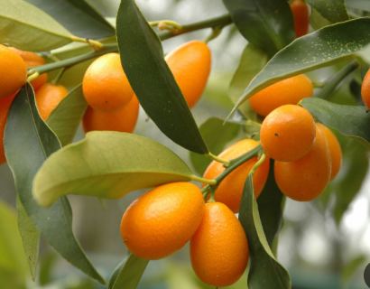 Kumquat Tree (Citrus japonica) – Evergreen Citrus Fruit Tree with Sweet-Tart Fruits