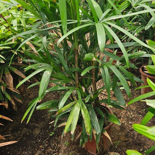 Lady Palm (Rhapis excelsa) – Elegant Evergreen Indoor & Landscape Palm