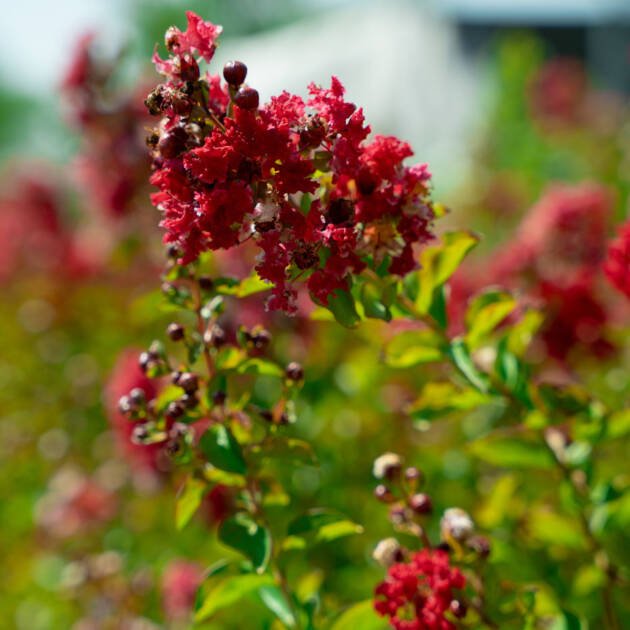Red Crape Myrtle Plant (*Lagerstroemia indica*) | Red Flowering Tree for UAE Landscaping