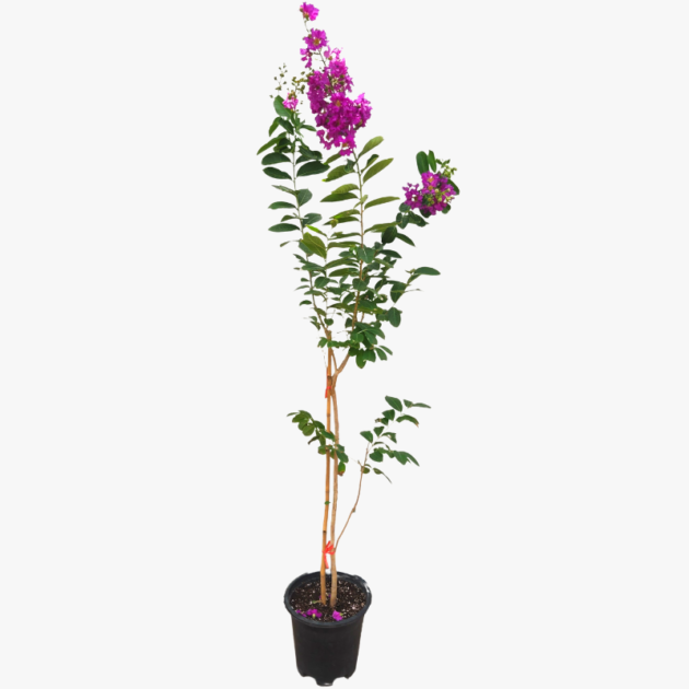 Lagerstroemia indica (Crape Myrtle) | Flowering Tree for UAE Landscaping