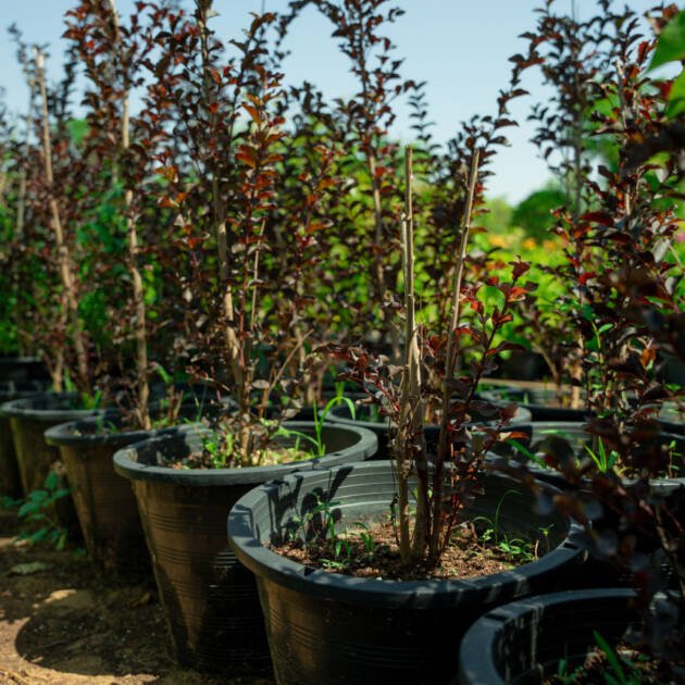 Red Leaf Lagerstroemia Plant | Colorful Crape Myrtle for UAE Landscaping