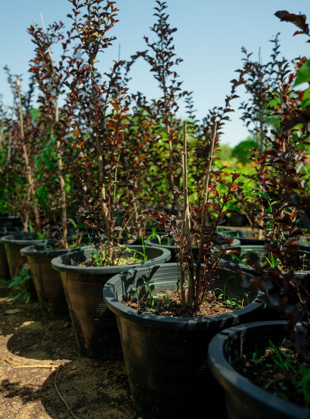 Red Leaf Lagerstroemia Plant | Colorful Crape Myrtle for UAE Landscaping