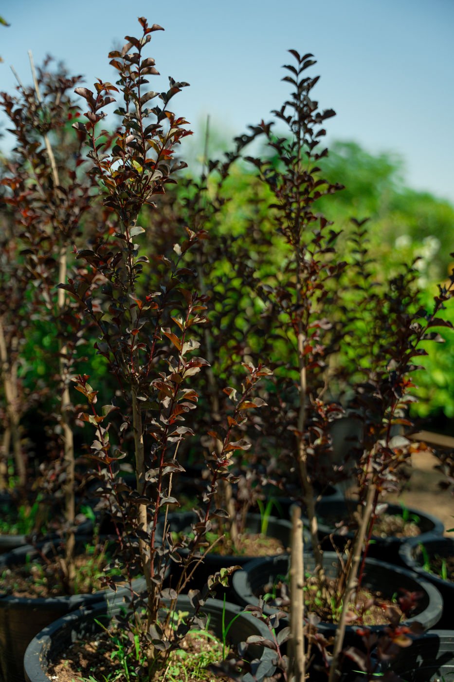 Red Leaf Lagerstroemia Plant | Colorful Crape Myrtle for UAE Landscaping - Image 2