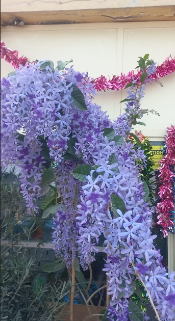 Queen’s Wreath Plant (*Antigonon leptopus*) | Pink Flowering Vine for UAE Landscaping