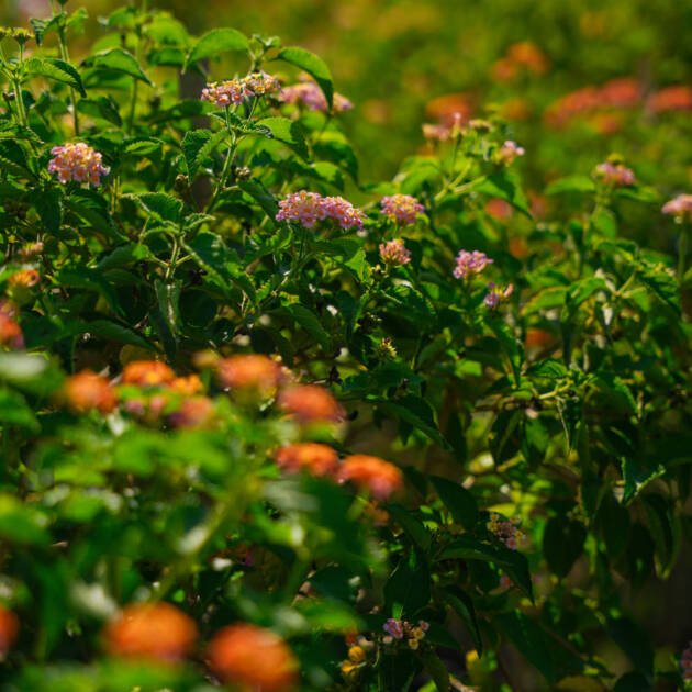 Lantana Plant | Colorful Flowering Shrub for UAE Landscape Gardens