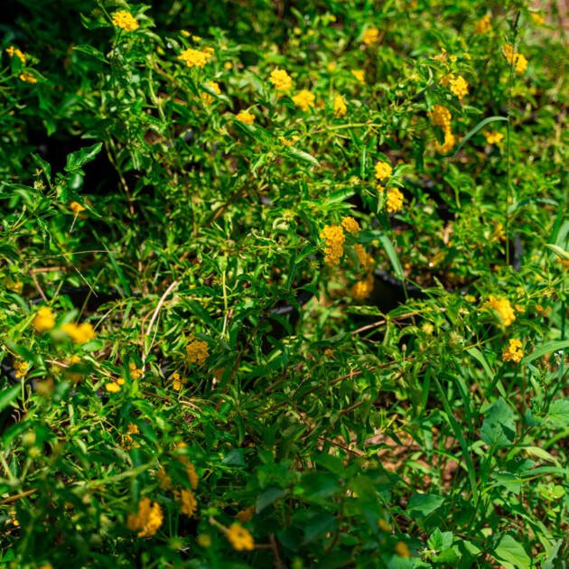 Lantana Plant (*Lantana camara*) | Colorful Flowering Shrub for UAE Landscaping