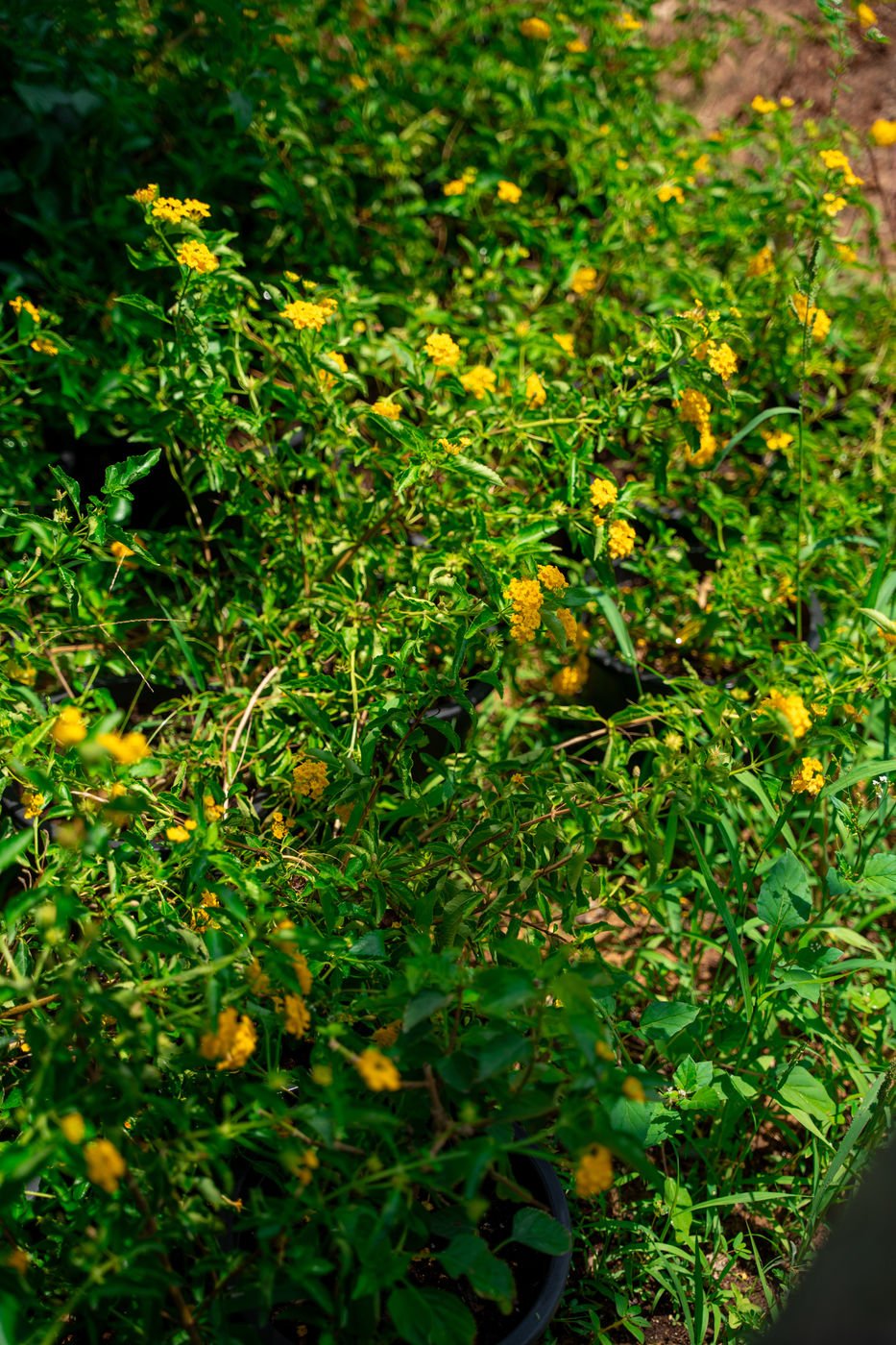 Lantana Plant (*Lantana camara*) | Colorful Flowering Shrub for UAE Landscaping