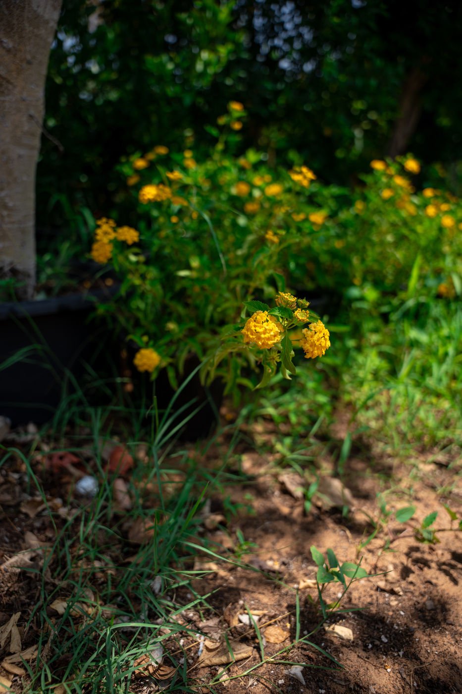 Lantana Plant (*Lantana camara*) | Colorful Flowering Shrub for UAE Landscaping - Image 2