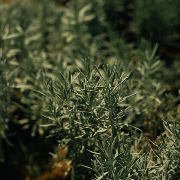 Curry Plant (Helichrysum italicum) – Aromatic Silver Foliage Mediterranean Herb