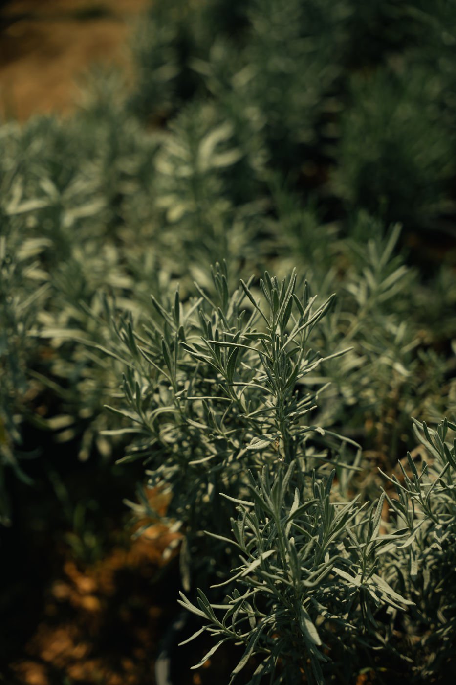 Curry Plant (Helichrysum italicum) – Aromatic Silver Foliage Mediterranean Herb