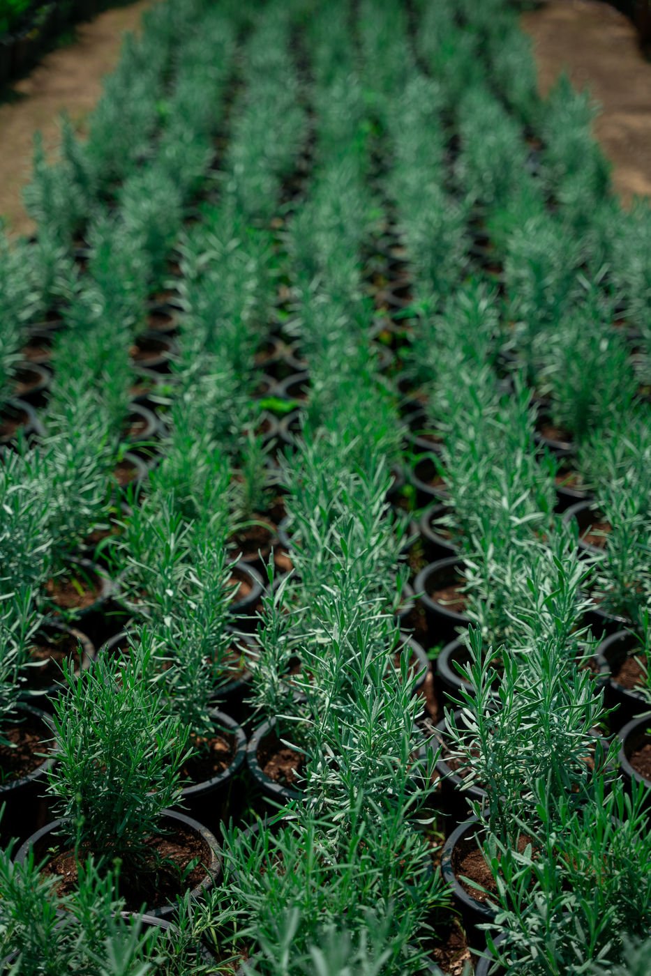 Curry Plant (Helichrysum italicum) – Aromatic Silver Foliage Mediterranean Herb - Image 2