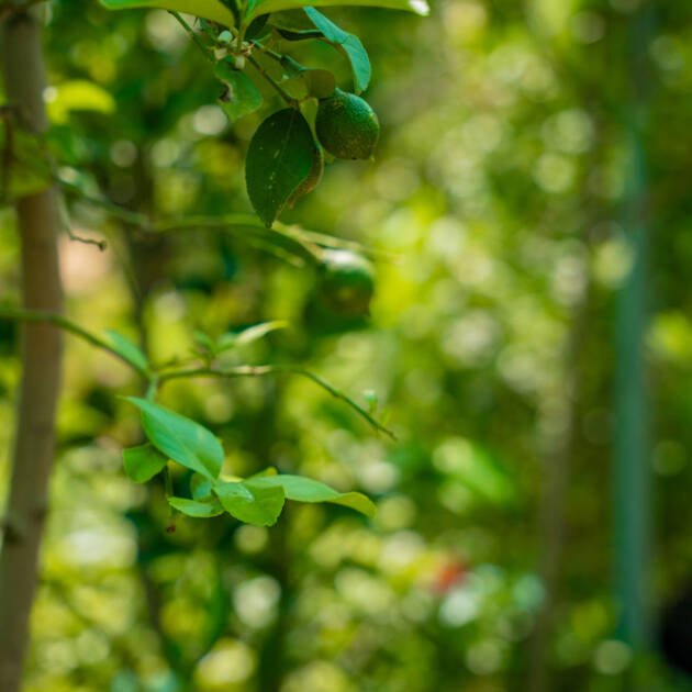 Omani Lemon Tree (Citrus limon) – Premium Evergreen Citrus Fruit Tree