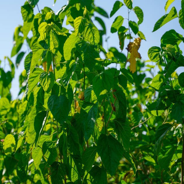 Local Tut Tree (Morus sp.) – Fast-Growing Mulberry Fruit Tree for Gardens & Landscapes