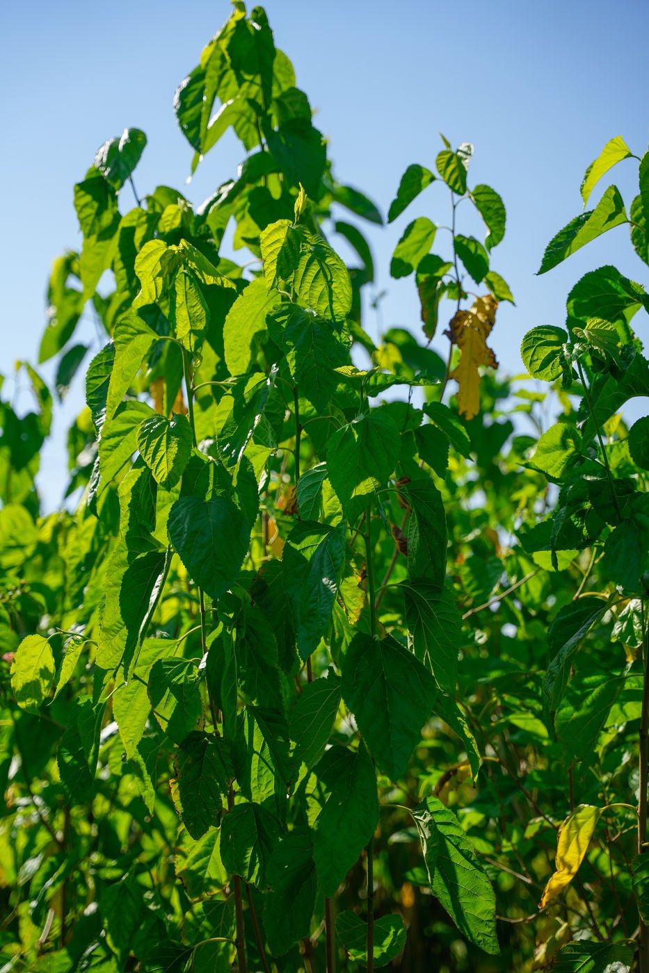 Local Tut Tree (Morus sp.) – Fast-Growing Mulberry Fruit Tree for Gardens & Landscapes