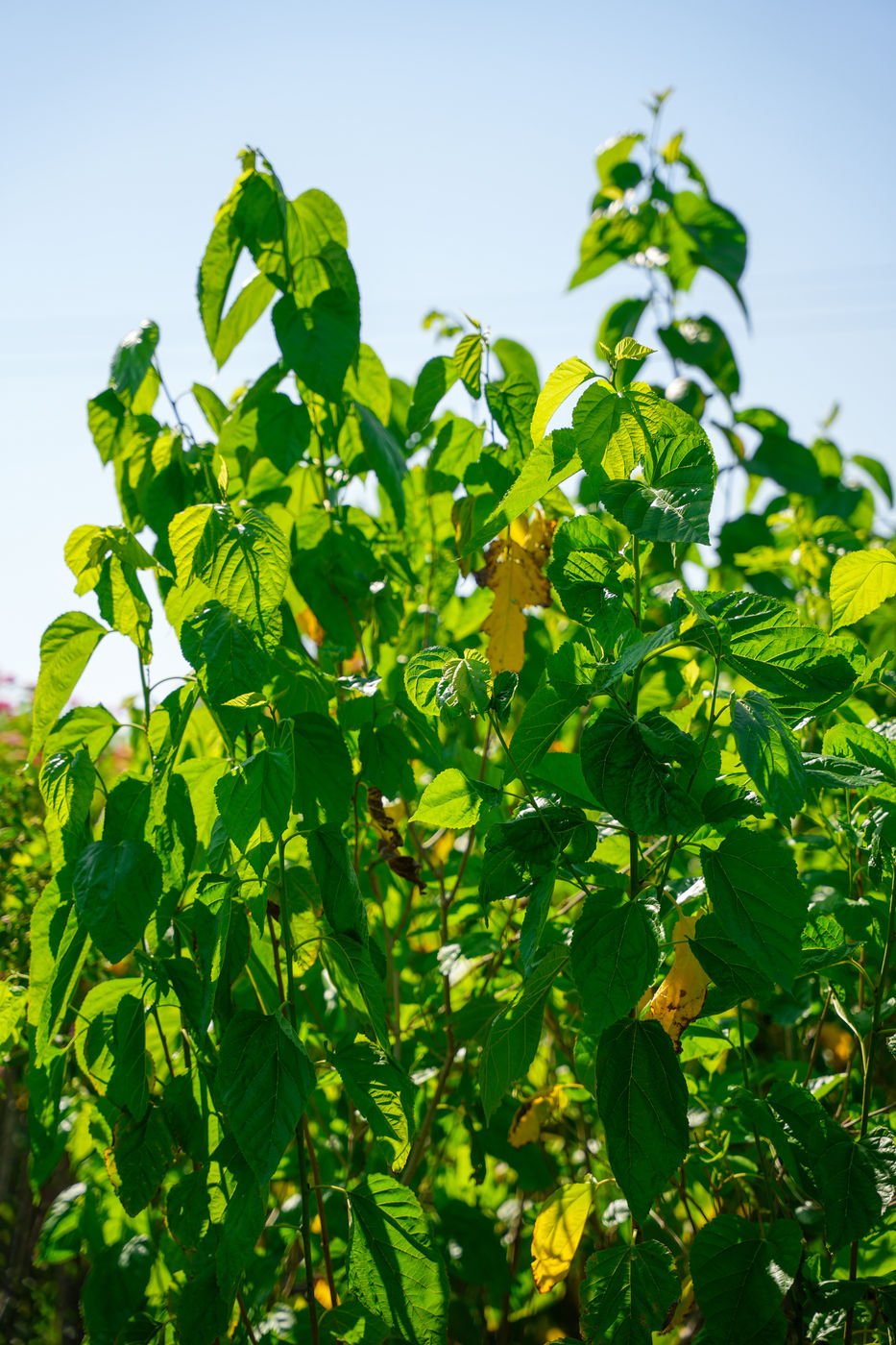 Local Tut Tree (Morus sp.) – Fast-Growing Mulberry Fruit Tree for Gardens & Landscapes - Image 2