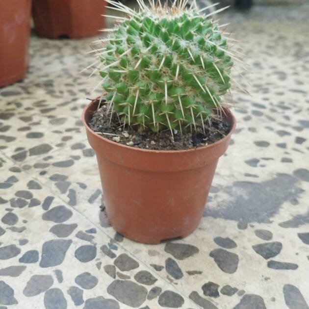 Mammillaria Cactus – Compact Flowering Cactus for Indoor & Outdoor Décor