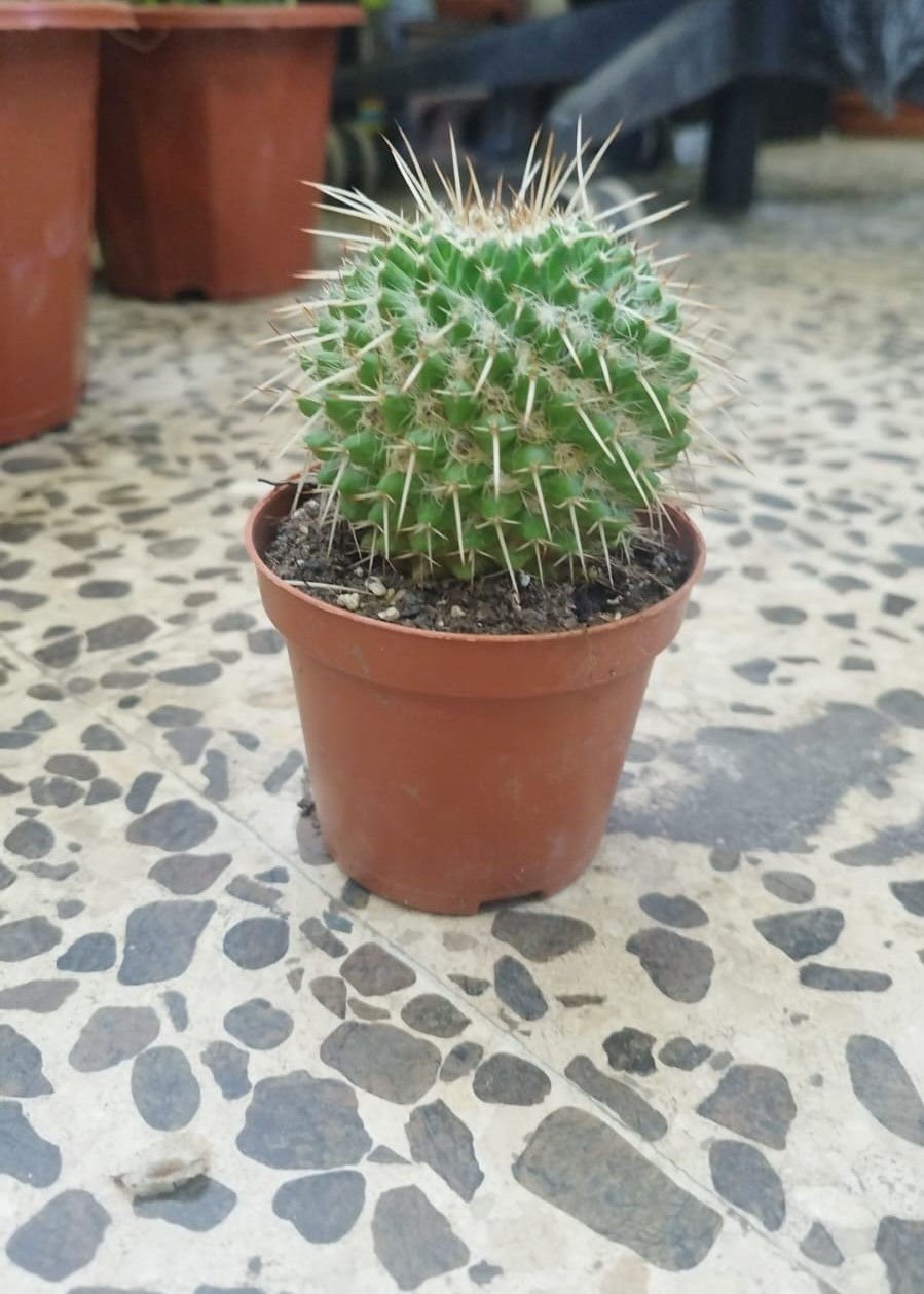 Mammillaria Cactus – Compact Flowering Cactus for Indoor & Outdoor Décor