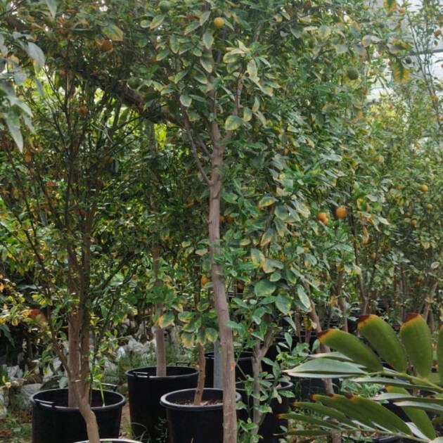 Mandarin Tree (Citrus reticulata) – Sweet Evergreen Citrus Fruit Tree for Gardens & Orchards