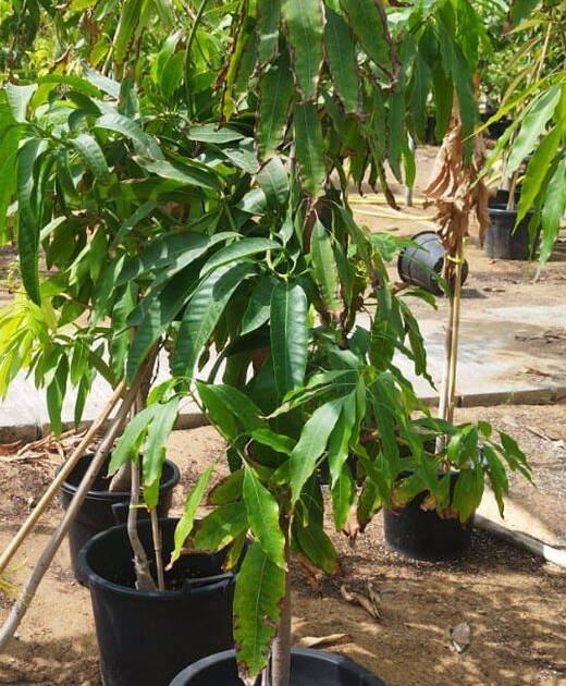 Mango Tree (Mangifera indica) – Premium Tropical Fruit Tree for Gardens & Orchards