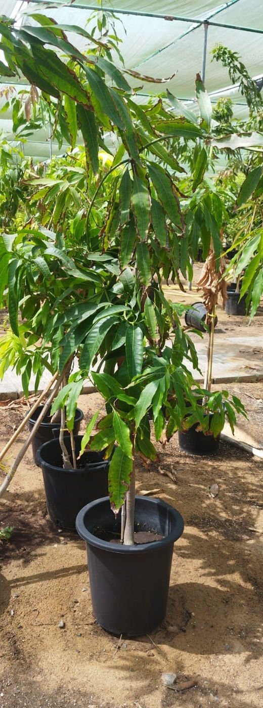 Mango Tree (Mangifera indica) – Premium Tropical Fruit Tree for Gardens & Orchards