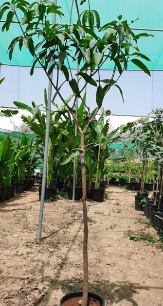 Thai Mango Tree (Mangifera indica) – Premium Sweet Tropical Mango Fruit Tree