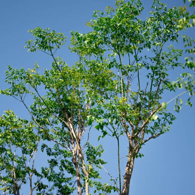 Millingtonia hortensis (Indian Cork Tree) – Evergreen Fragrant Flowering Shade Tree