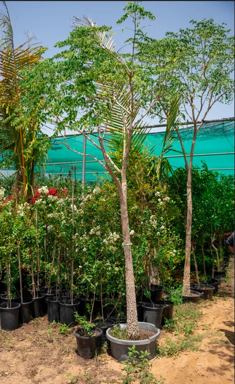 Millingtonia hortensis (Indian Cork Tree) – Evergreen Fragrant Flowering Shade Tree - Image 3