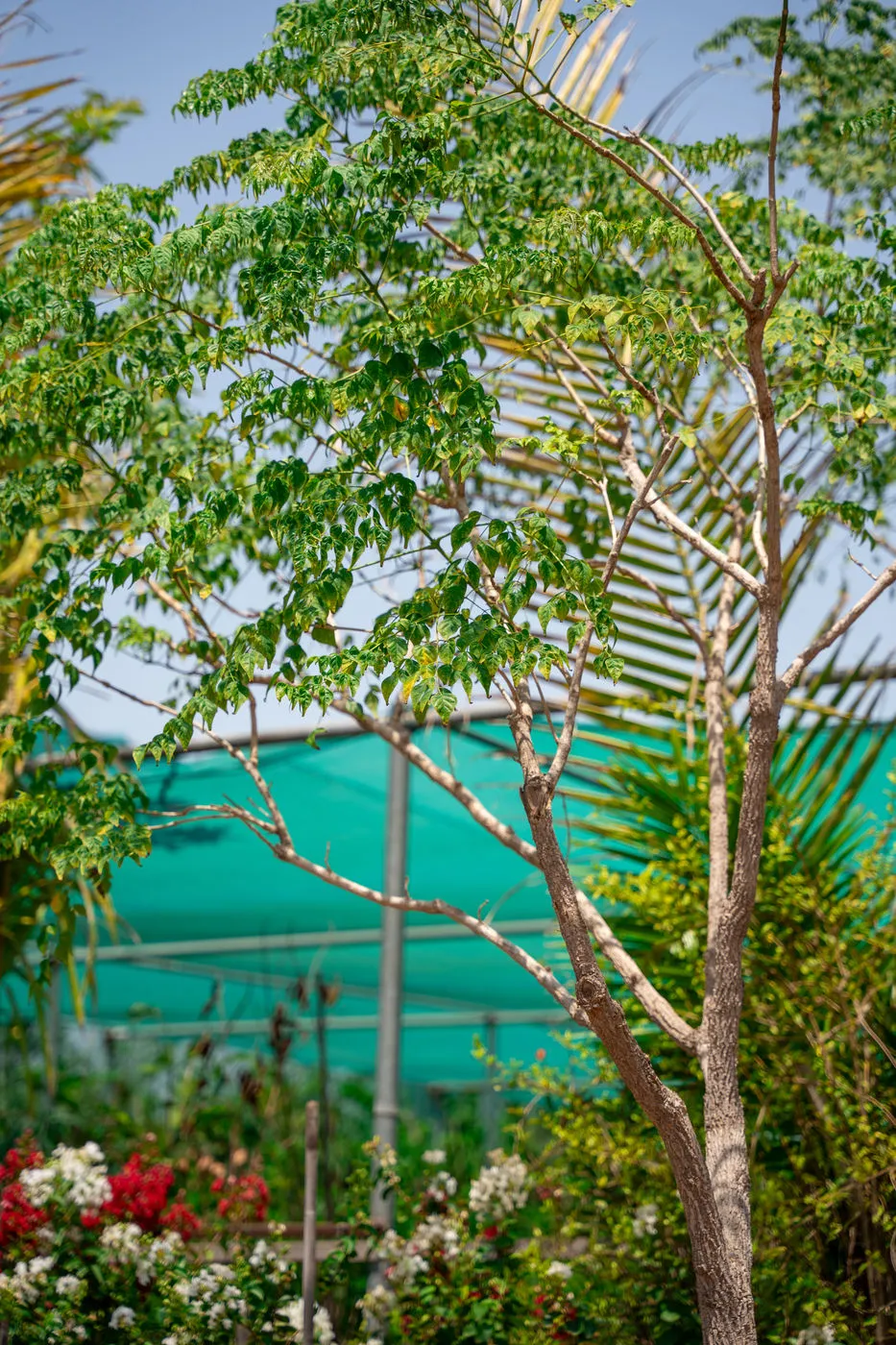 Millingtonia hortensis (Indian Cork Tree) – Evergreen Fragrant Flowering Shade Tree - Image 4