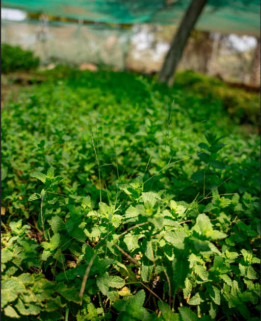 Mint Plant (Mentha) – Fresh Aromatic Culinary Herb for Gardens & Containers