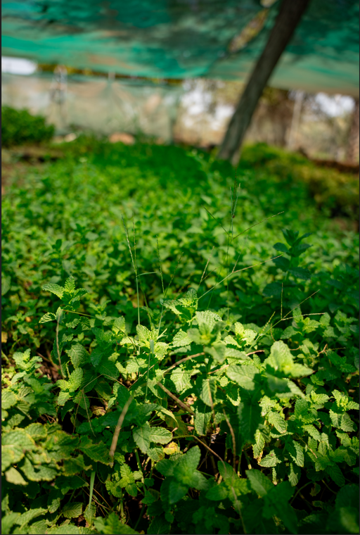 Mint Plant (Mentha) – Fresh Aromatic Culinary Herb for Gardens & Containers
