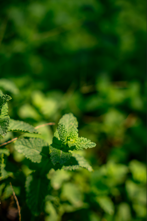 Mint Plant (Mentha) – Fresh Aromatic Culinary Herb for Gardens & Containers - Image 2