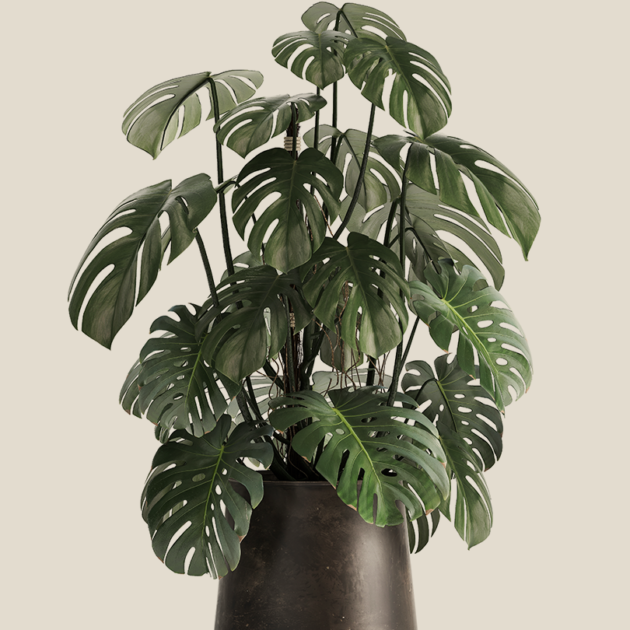 Monstera
